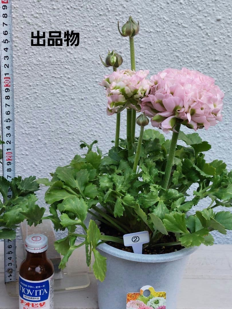 レア色、ラナンキュラスポンポン『ハーマイオニー』透け感綺麗な5号鉢植え大苗②