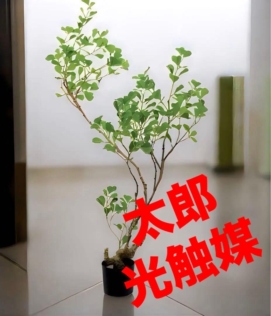 光触媒　人工観葉植物　フェイクグリーン　フィカストライアンギュラスpo