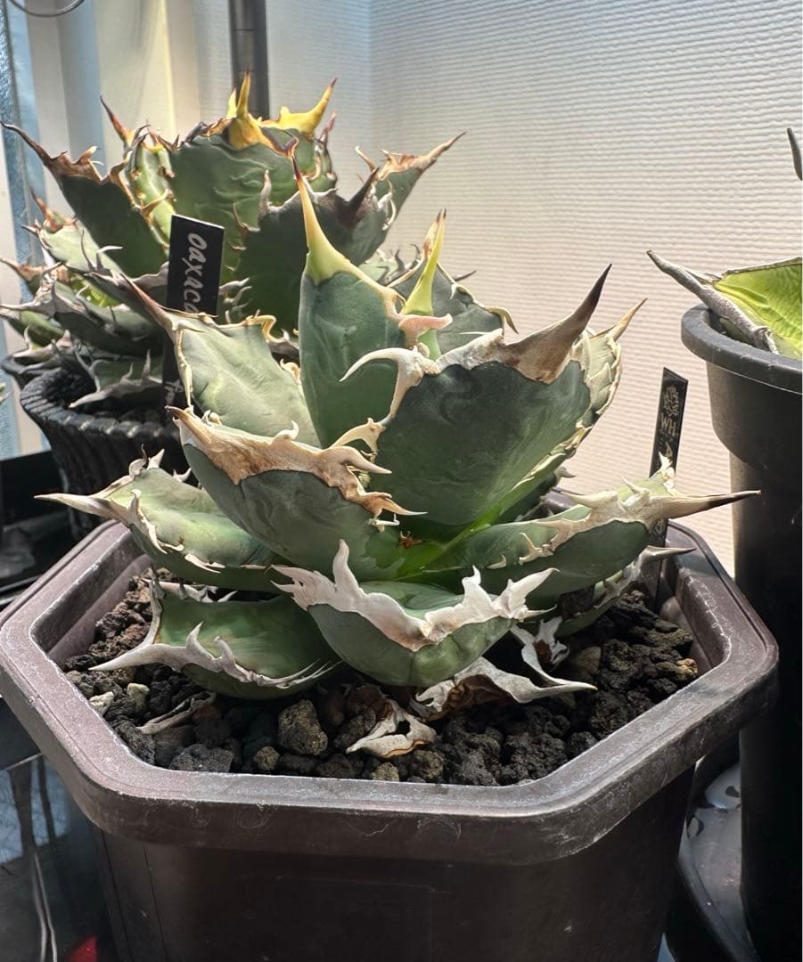 アガベ烈焔大株