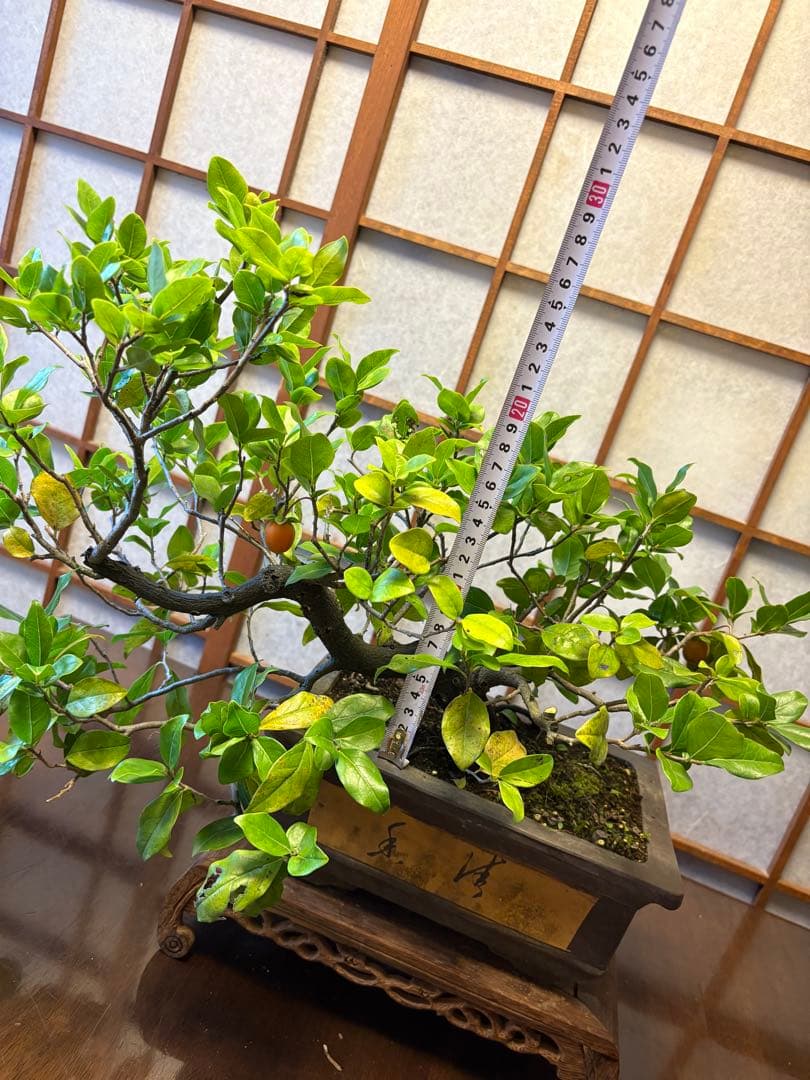 フォロワー様110人記念値下げ❗️老爺柿盆栽　激値下げ！トキワ柿