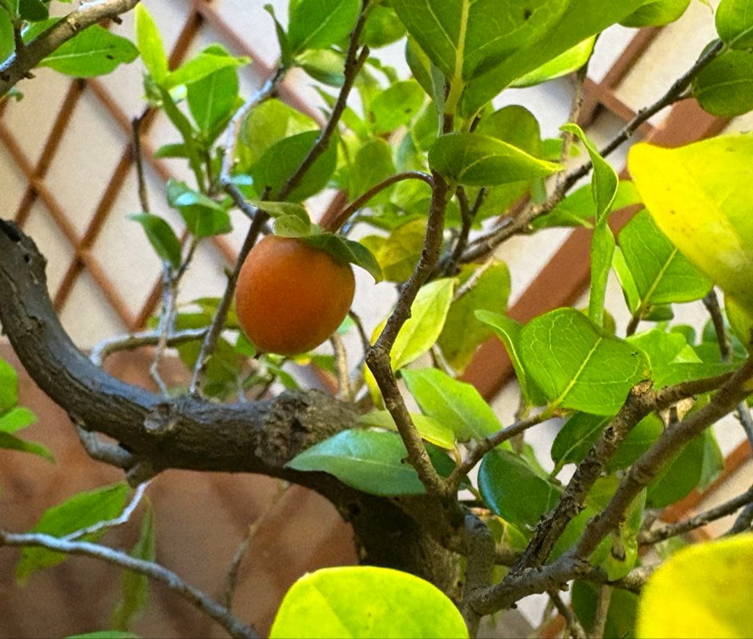 フォロワー様110人記念値下げ❗️老爺柿盆栽　激値下げ！トキワ柿
