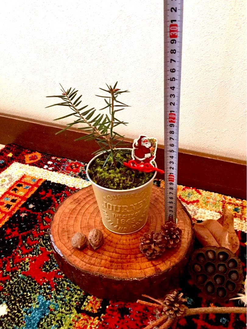 完売　　【天然＊野生の可愛い樅の木さん】もみの木/縁起の善い新芽がどっさり！