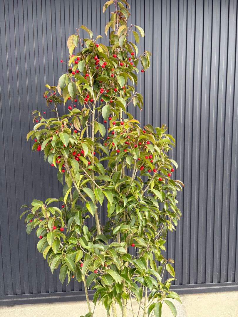 ◆ソヨゴ◆常緑樹◆複数株立◆雌株◆赤い実いっぱい‼️◆①