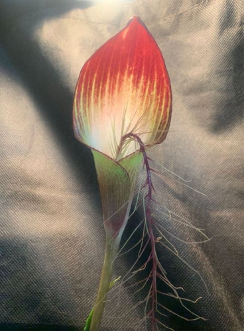 [B品] ② Arisaema lihengianum Baise