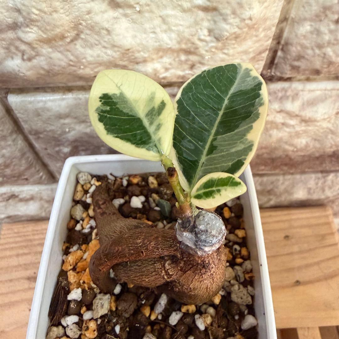 ❤︎パンダガジュマル　斑入り　新芽あり 3号鉢❤︎