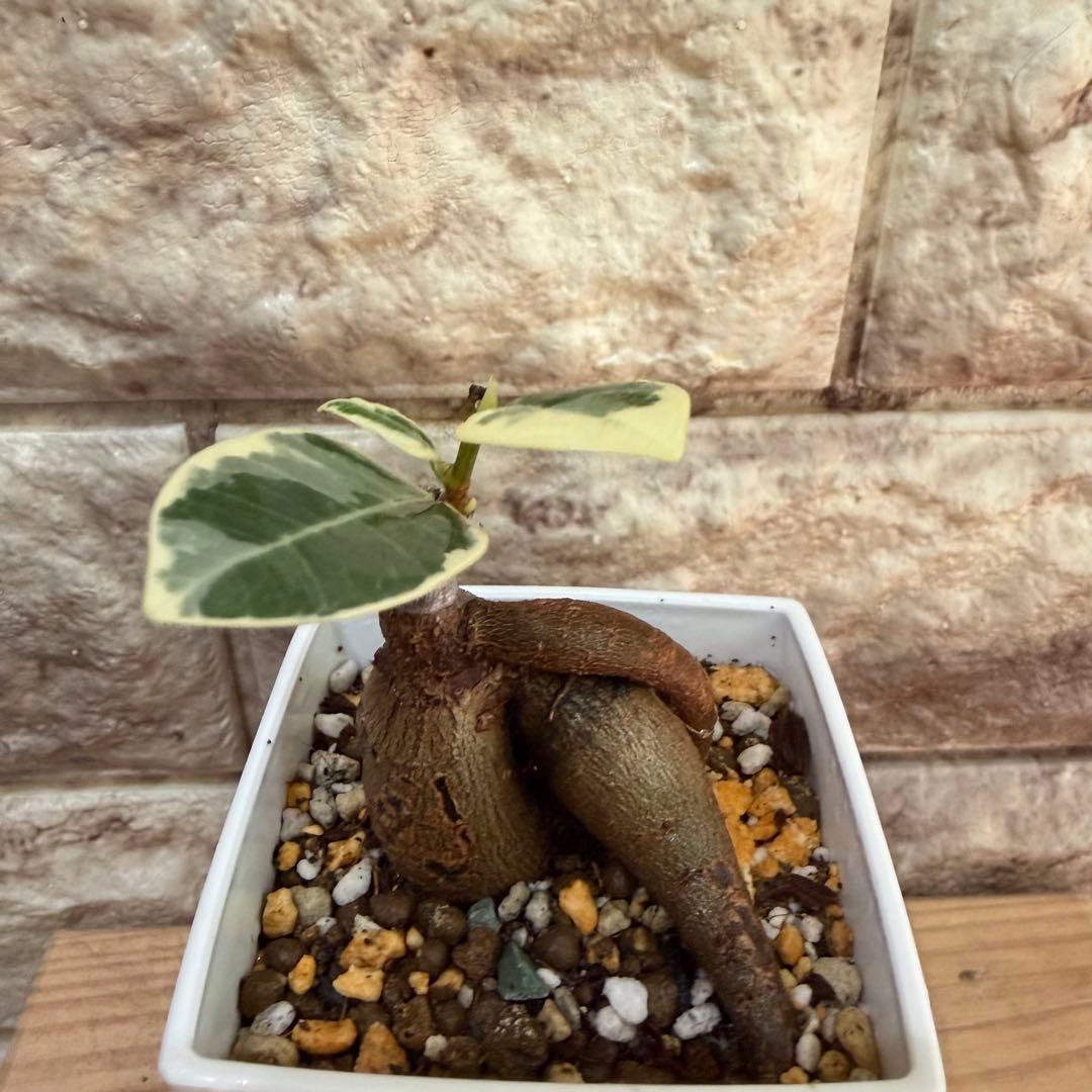 ❤︎パンダガジュマル　斑入り　新芽あり 3号鉢❤︎