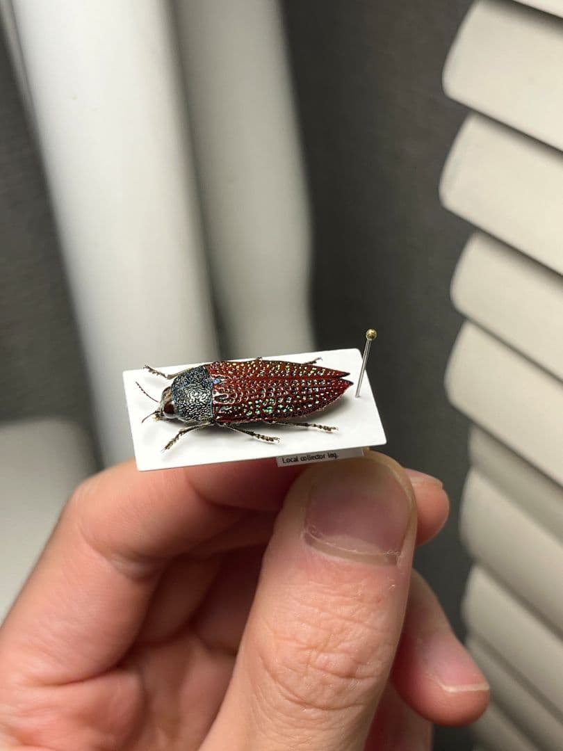 【23mm】キラキラアラメムカシタマムシ 昆虫標本 標本 甲虫 カミキリ