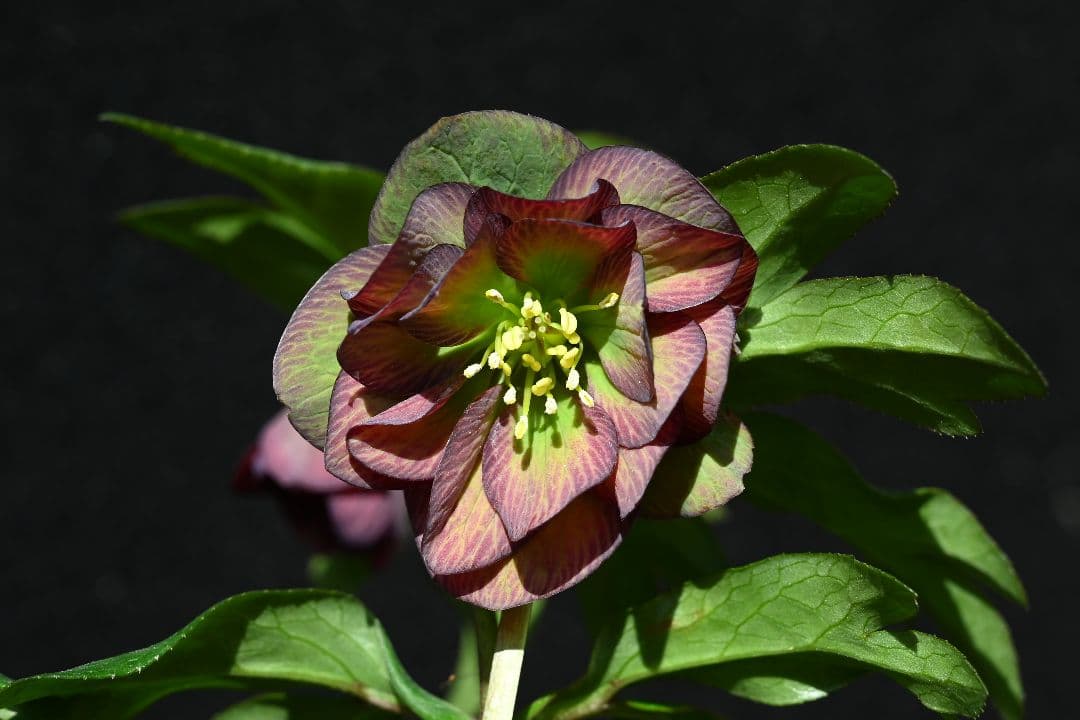 クリスマスローズ　訳あり　認定Wild　Collection　加藤農園