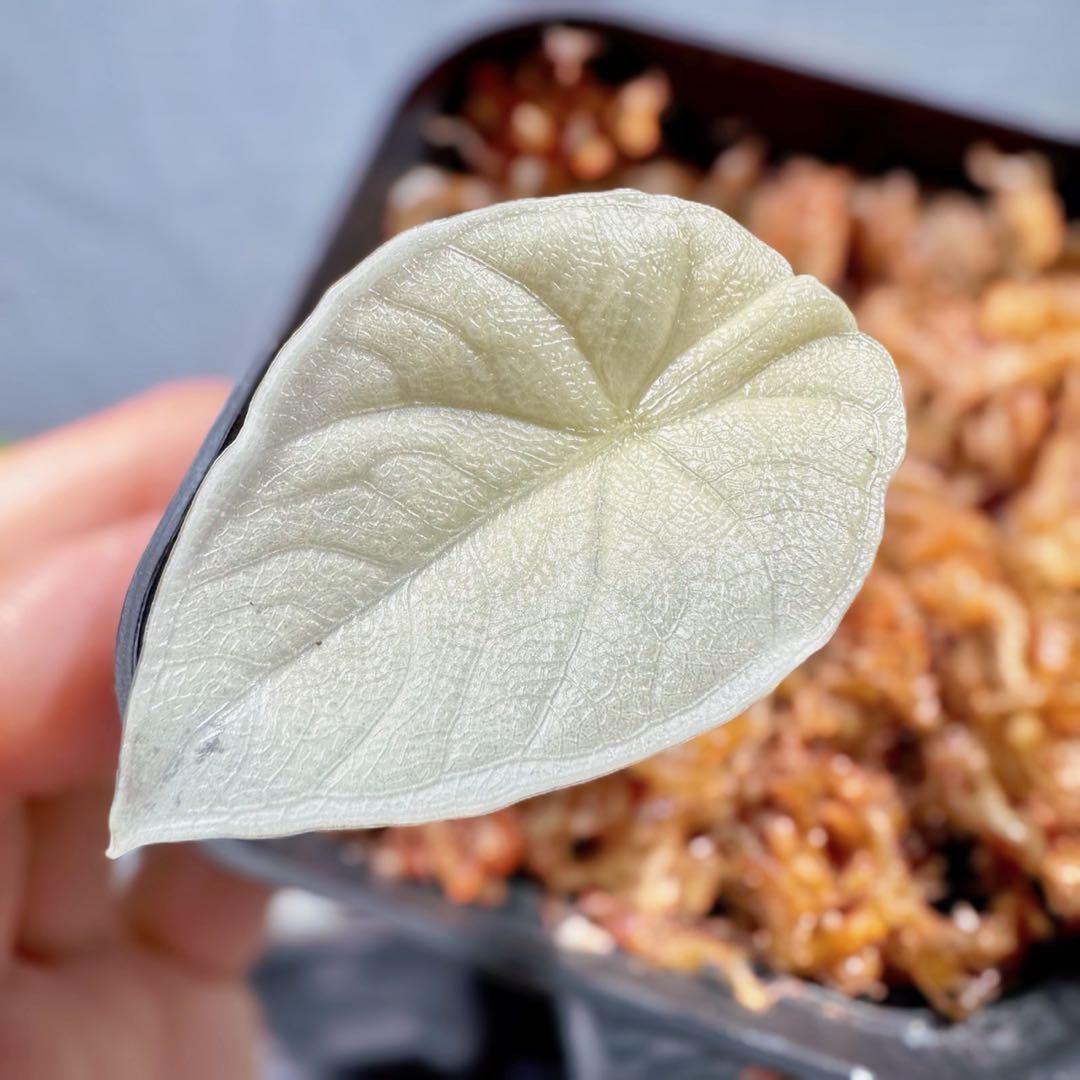 アロカシア メロ アルボ バリエガータ 斑入り