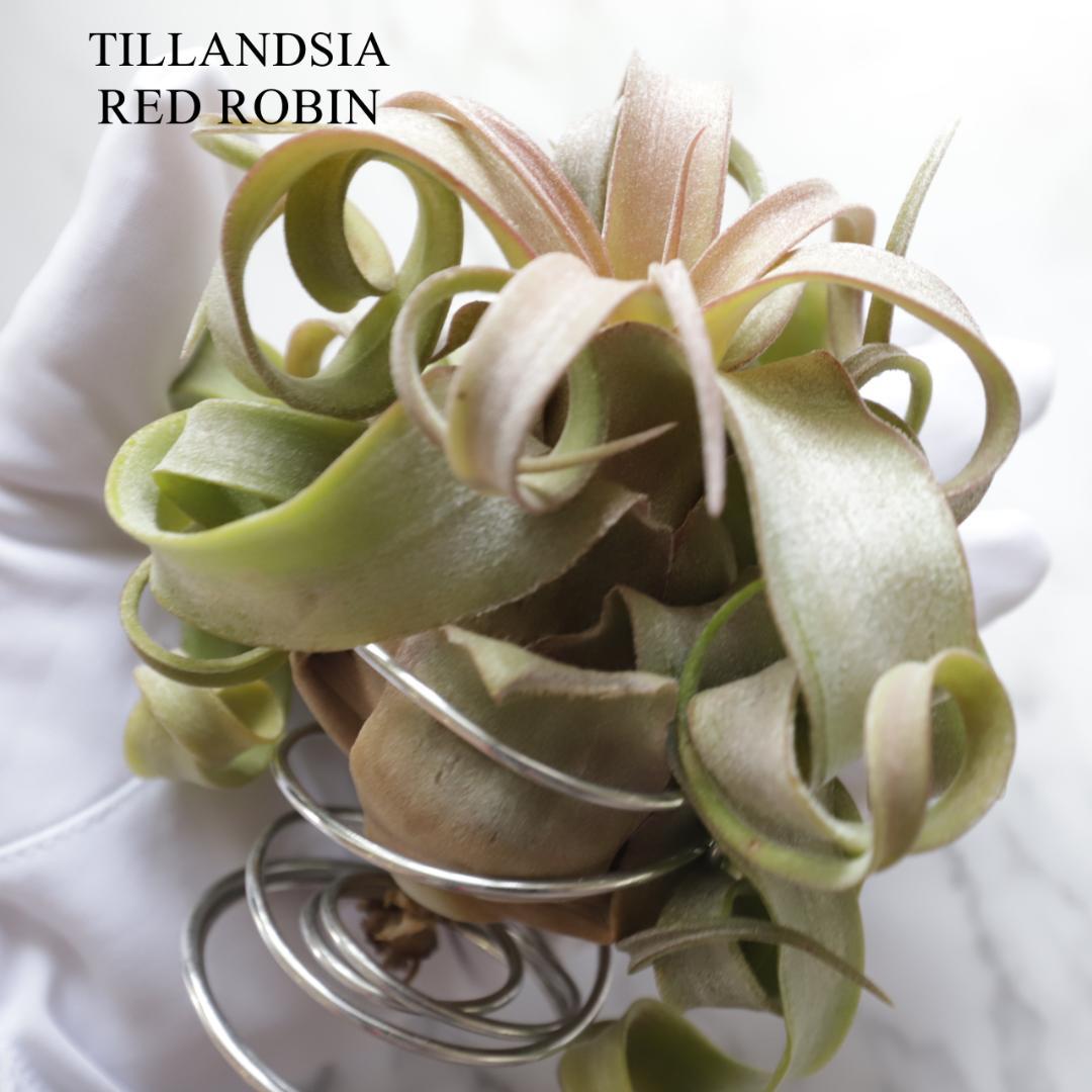 【トロピフローラ株】Tillandsia 'Red Robin' レッドロビン