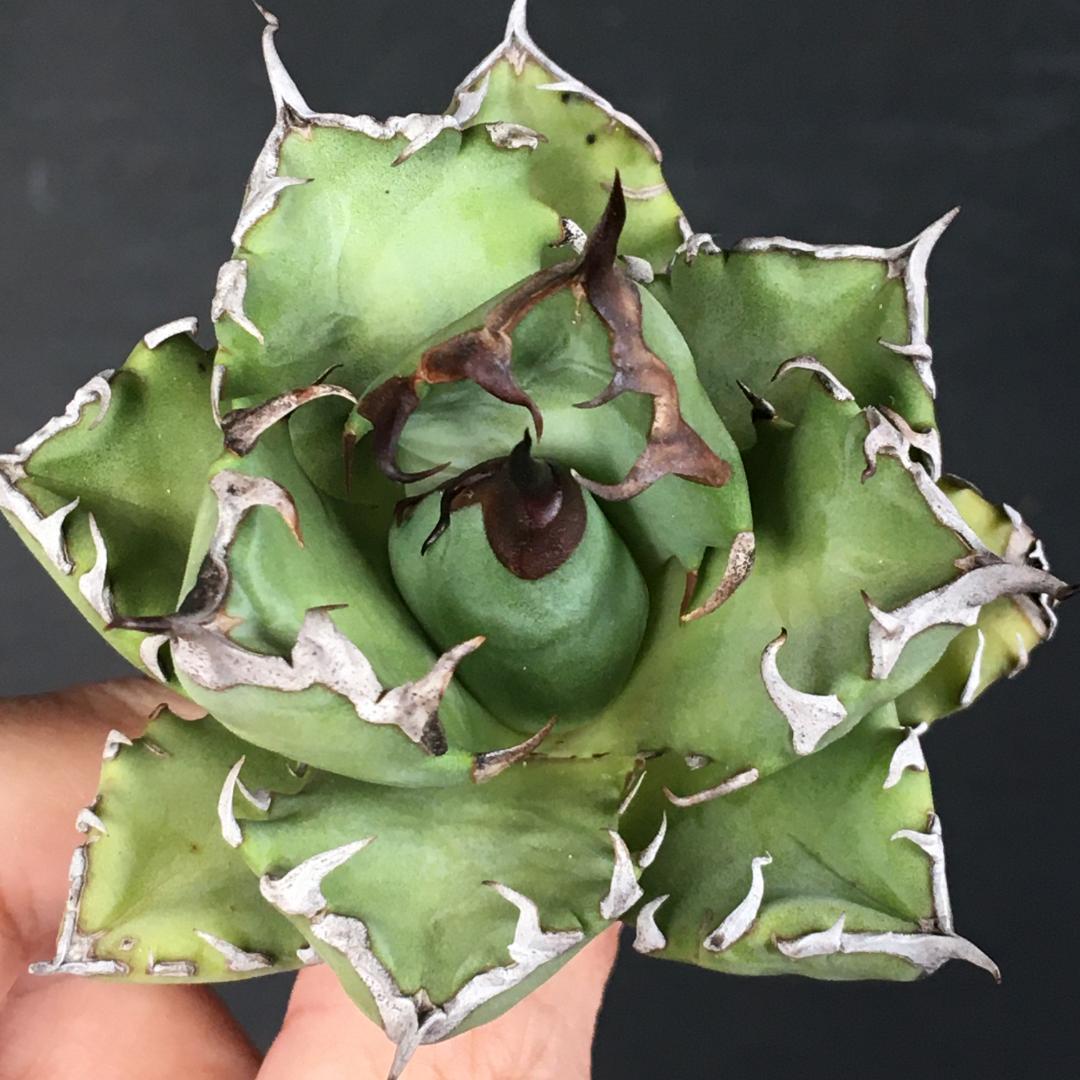 【稀少】2 オアハカオテロイ コンパクタ 強棘肉厚短葉タイプ アガベチタノタ