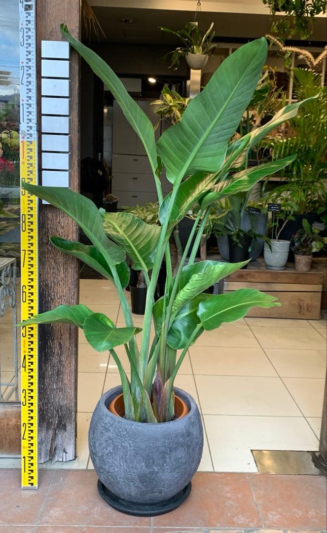 ストレリチア オーガスタ ファイバー鉢 お皿付き