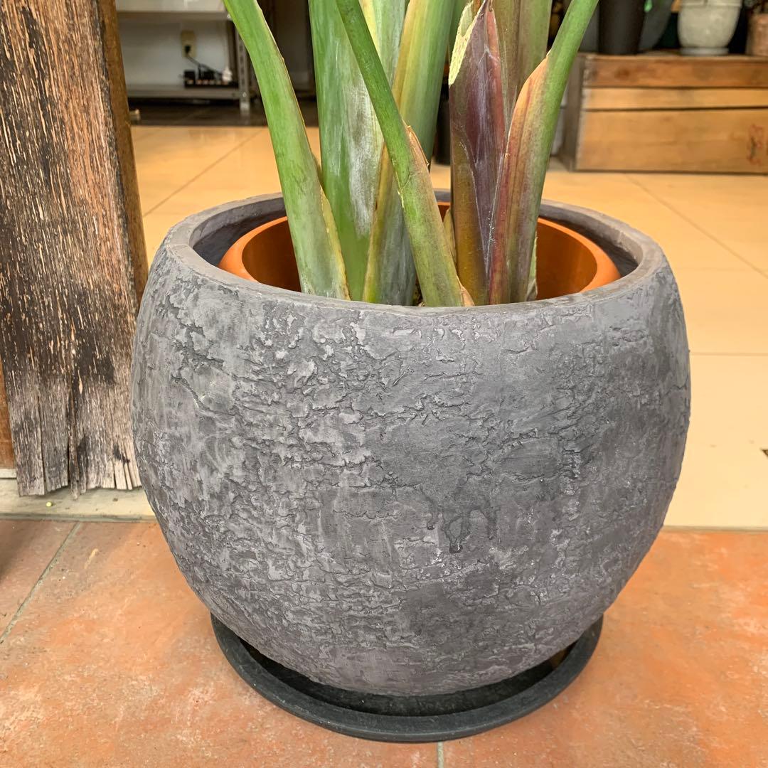 ストレリチア オーガスタ ファイバー鉢 お皿付き