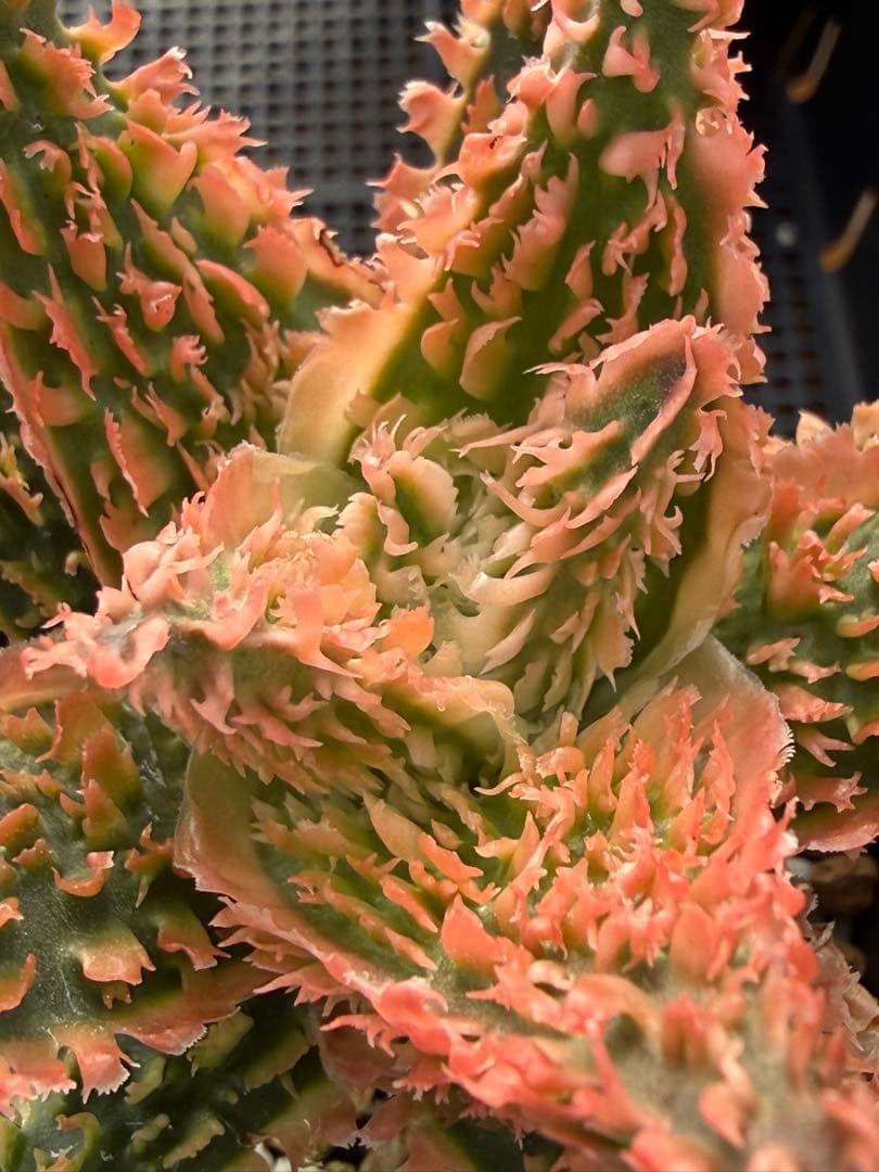 アロエ　ハイブリッド　Aloe hybrid 第四種　Newyear-1