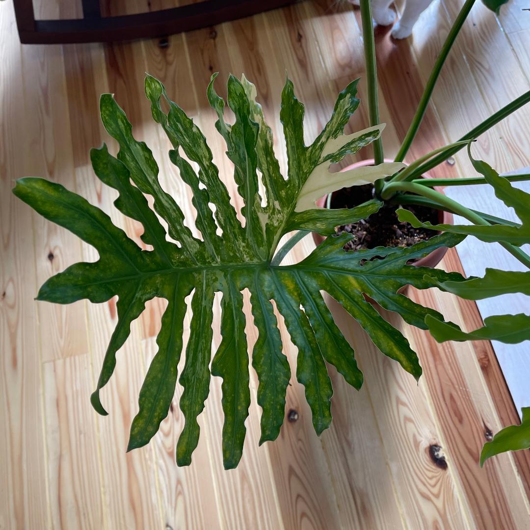 親株 斑入り フィロデンドロン セローム