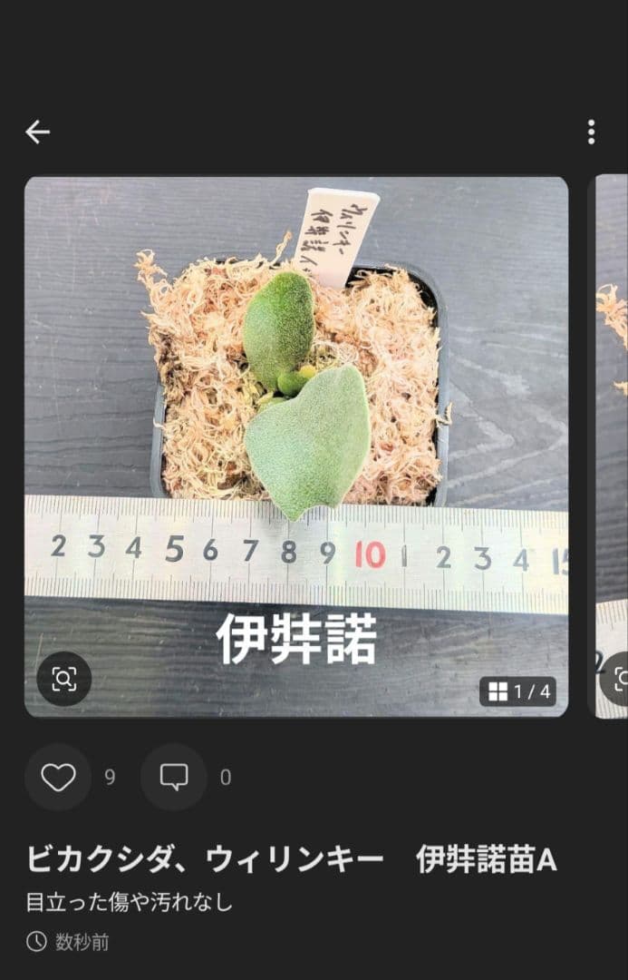 ビカクシダ　dwarf　jade girl苗CBac③伊A su_aqua
