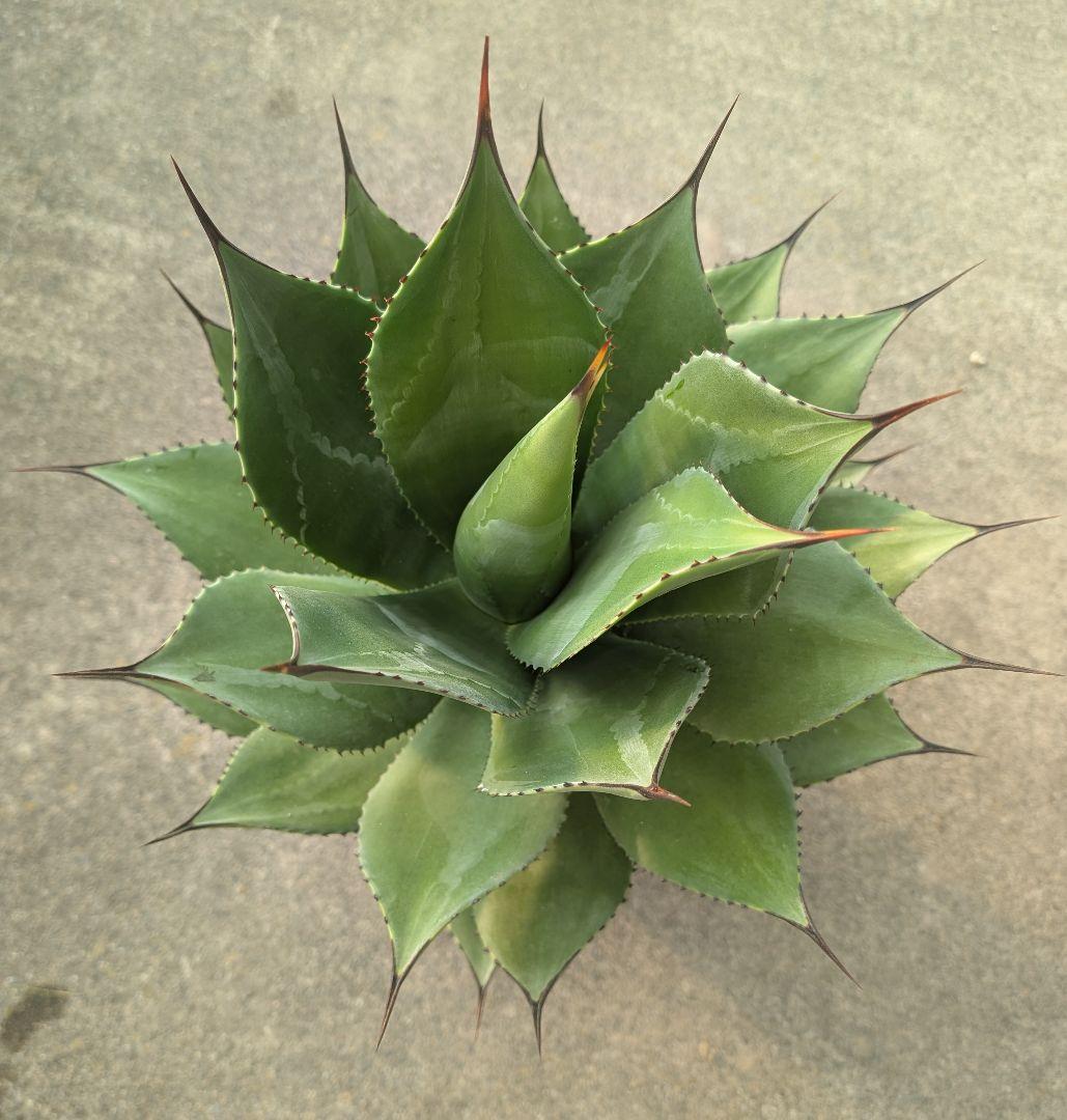 アガベ ☆サロモニー実生株 (旧マグニフィカ) ◎ツートンカラーに育つ将来有望株