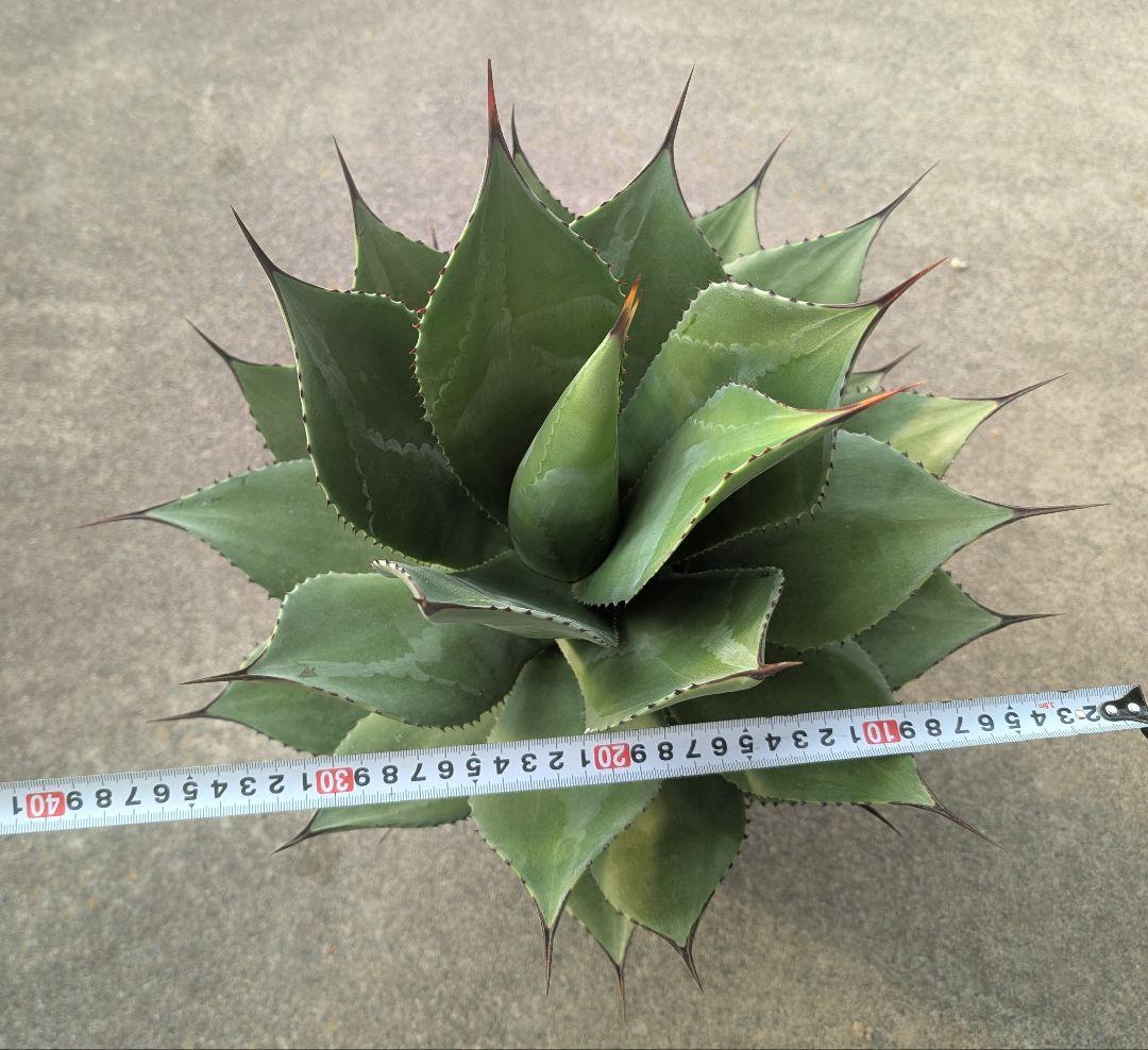 アガベ ☆サロモニー実生株 (旧マグニフィカ) ◎ツートンカラーに育つ将来有望株