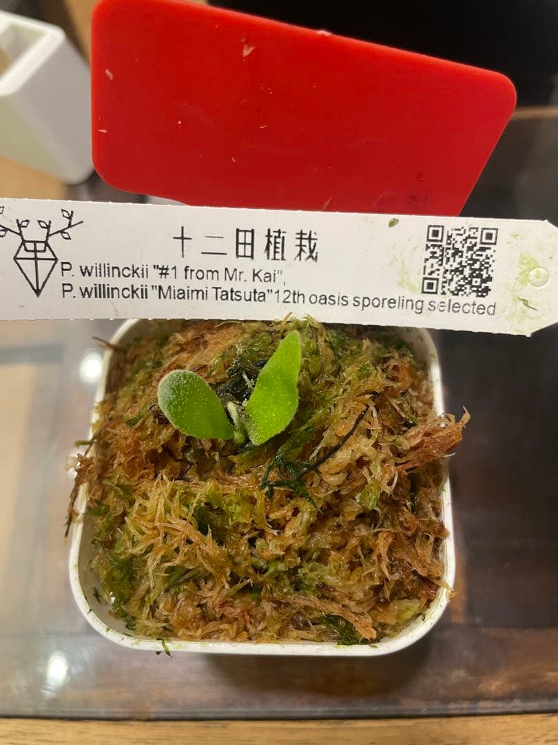 mr.kai mix赤札、リドレイpakarangなど 胞子培養5種　ビカクシダ