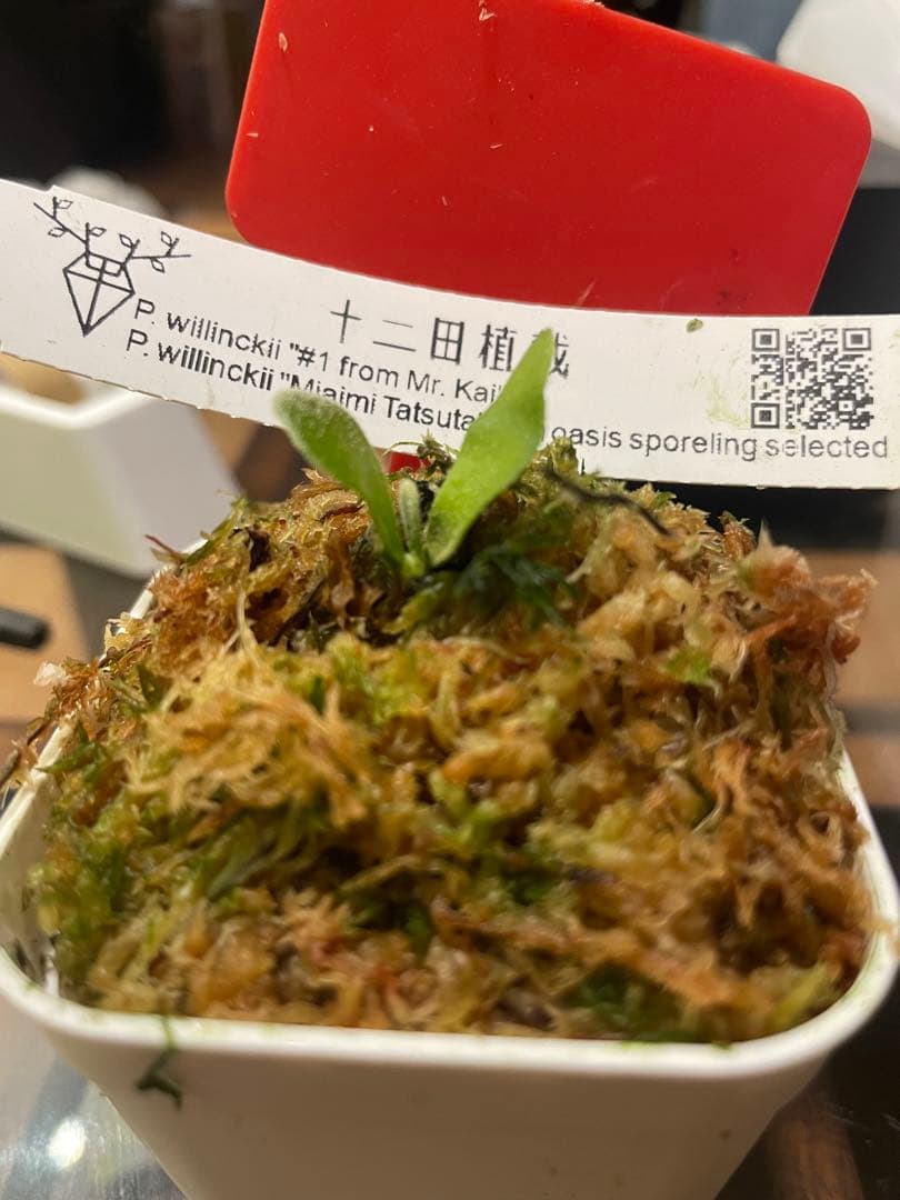 mr.kai mix赤札、リドレイpakarangなど 胞子培養5種　ビカクシダ