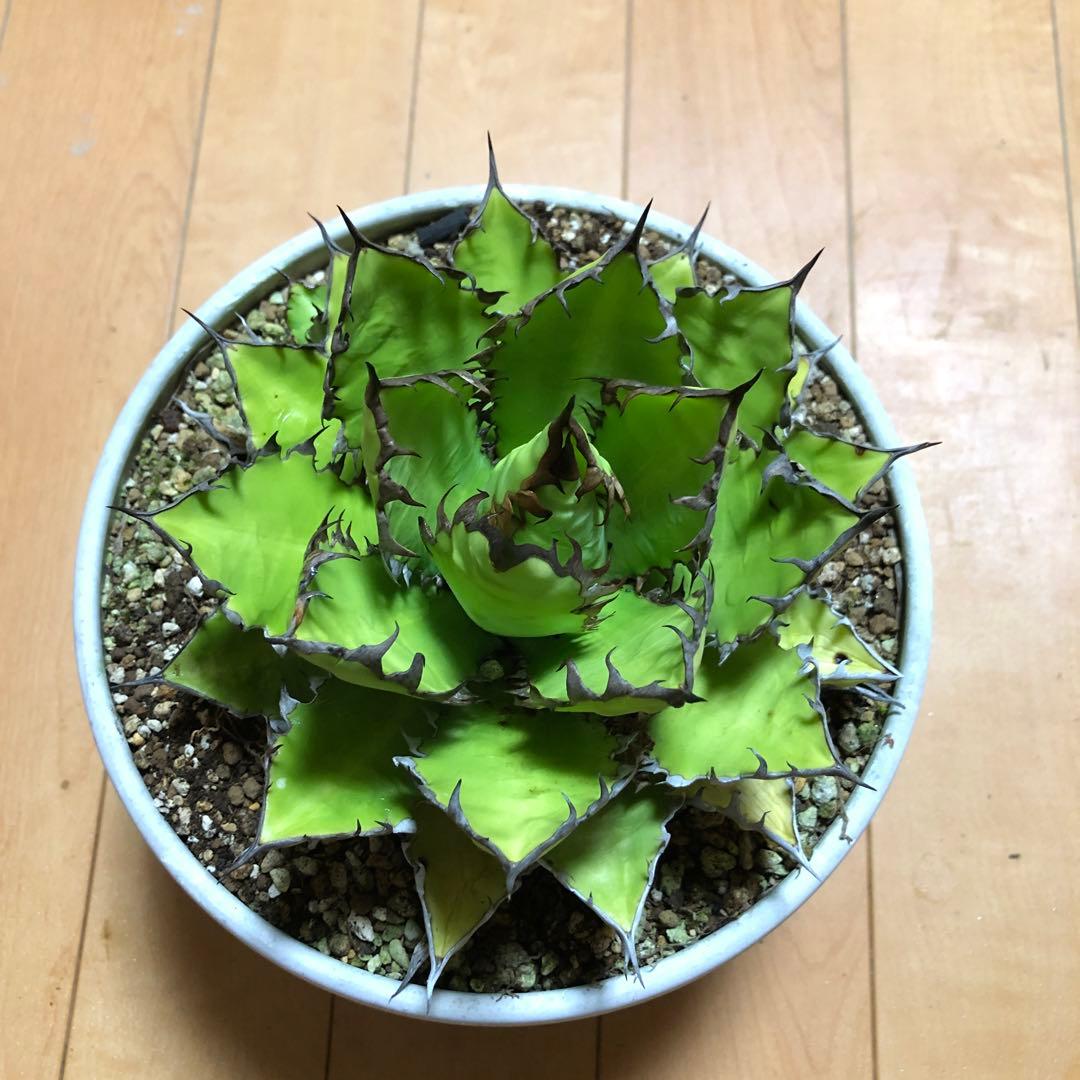 アガベ ホリダ19-20cm‼️子株二つ付き‼️おすすめ‼️