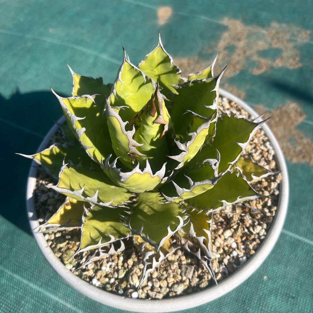 アガベ ホリダ19-20cm‼️子株二つ付き‼️おすすめ‼️