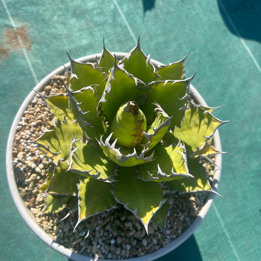 アガベ ホリダ19-20cm‼️子株二つ付き‼️おすすめ‼️
