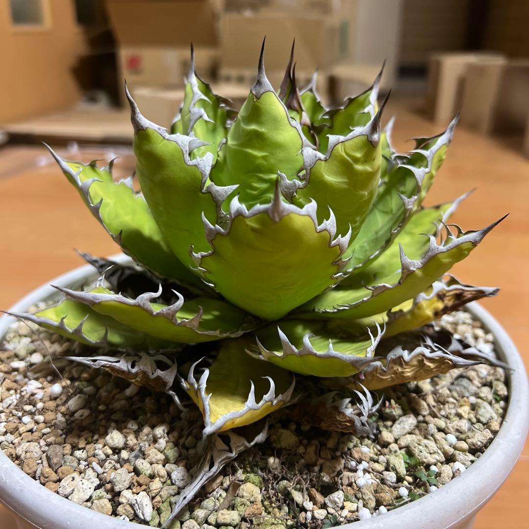 アガベ ホリダ19-20cm‼️子株二つ付き‼️おすすめ‼️