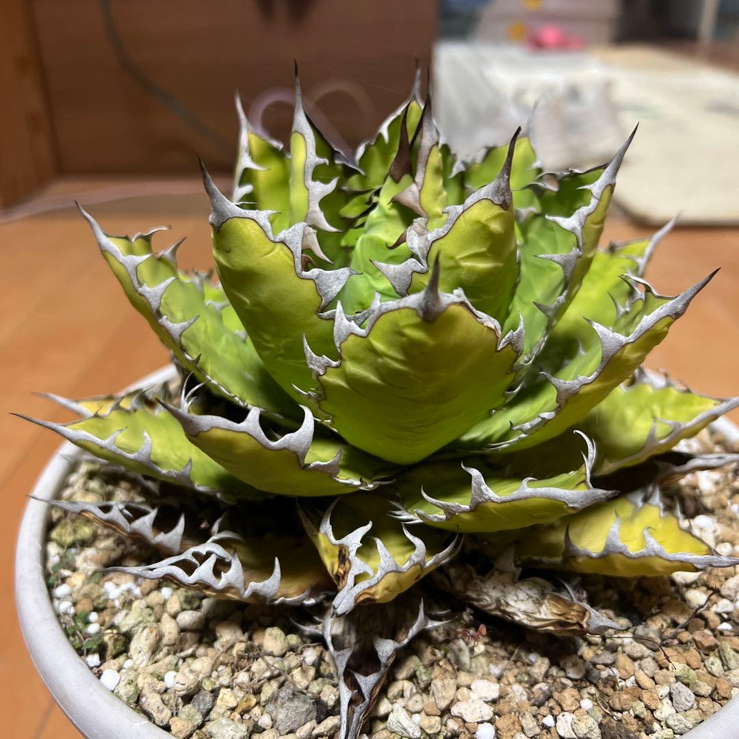 アガベ ホリダ19-20cm‼️子株二つ付き‼️おすすめ‼️