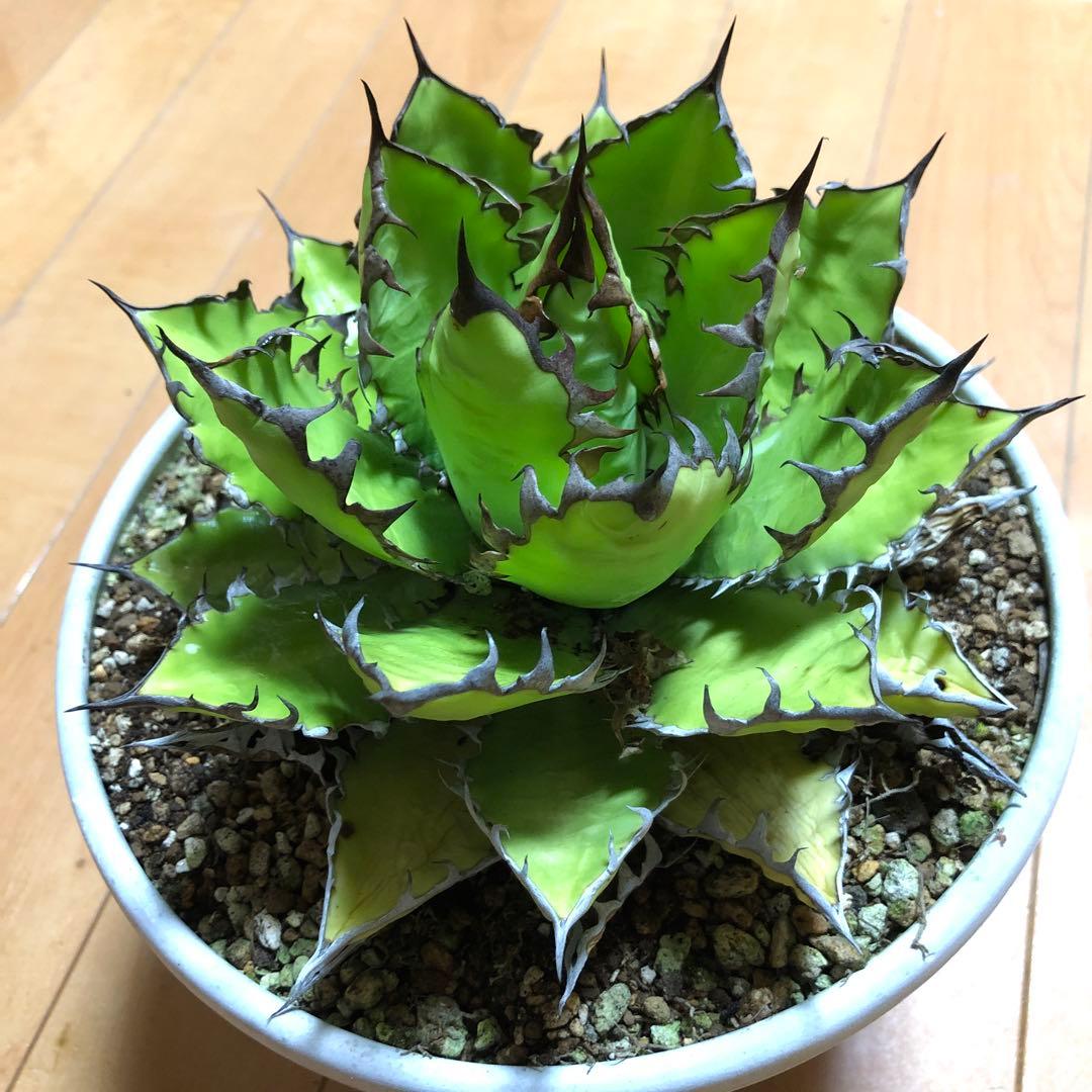 アガベ ホリダ19-20cm‼️子株二つ付き‼️おすすめ‼️