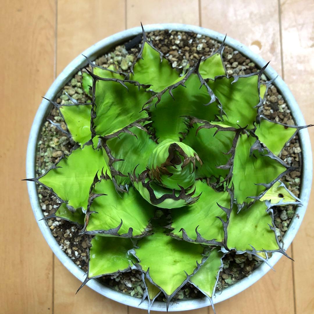 アガベ ホリダ19-20cm‼️子株二つ付き‼️おすすめ‼️