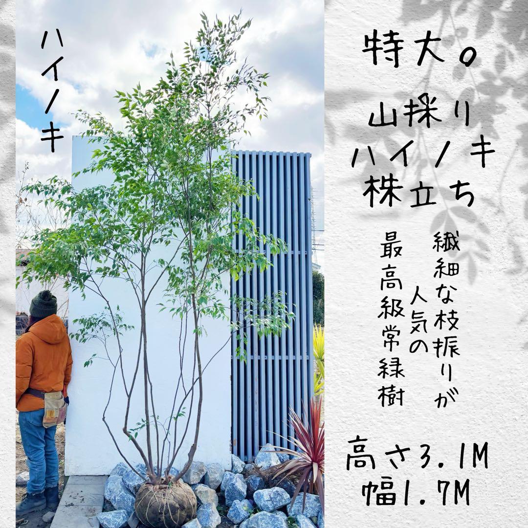 特大。山採りハイノキ株立ち3.1M(鉢底から)