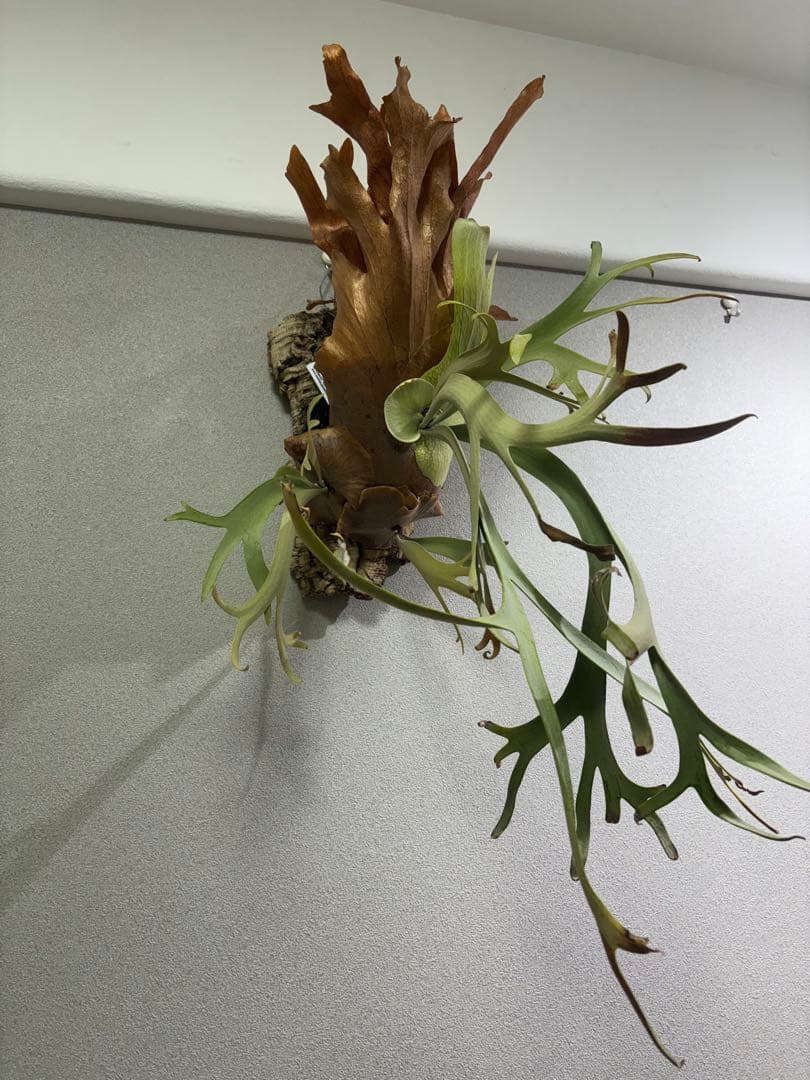 ビカクシダ イエロームーンスポア 親株