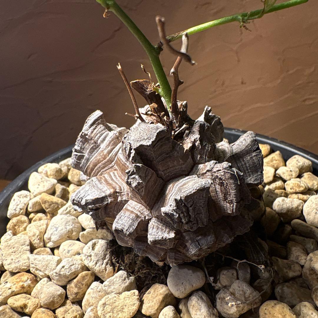 たく おまとめ4株 亀甲竜