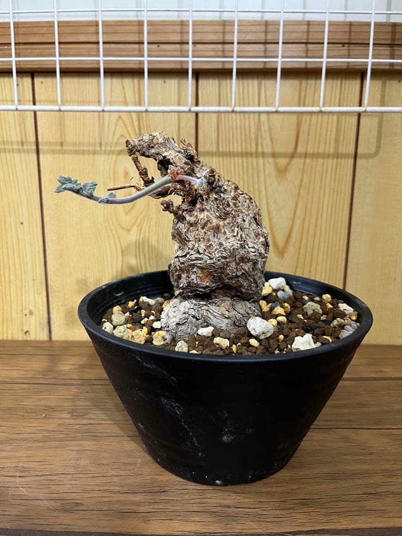 ペラルゴニウム　トリステ