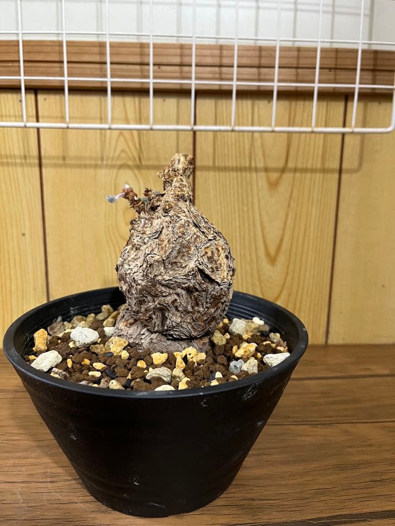 ペラルゴニウム　トリステ