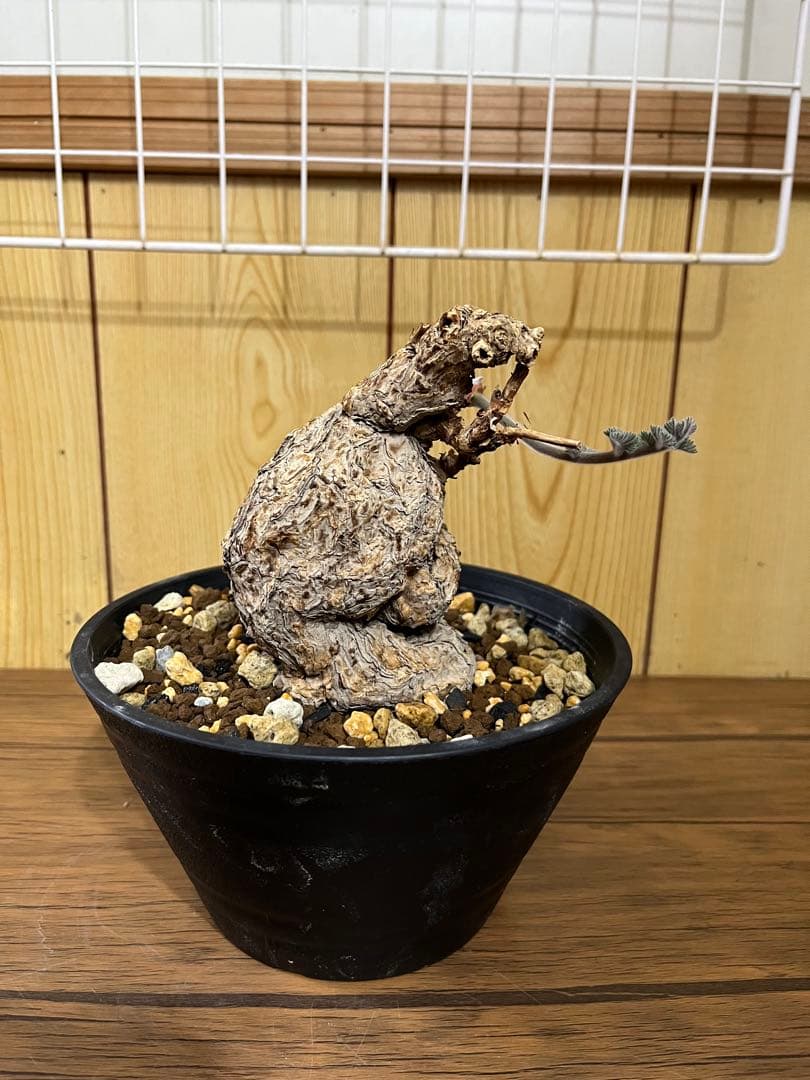 ペラルゴニウム　トリステ