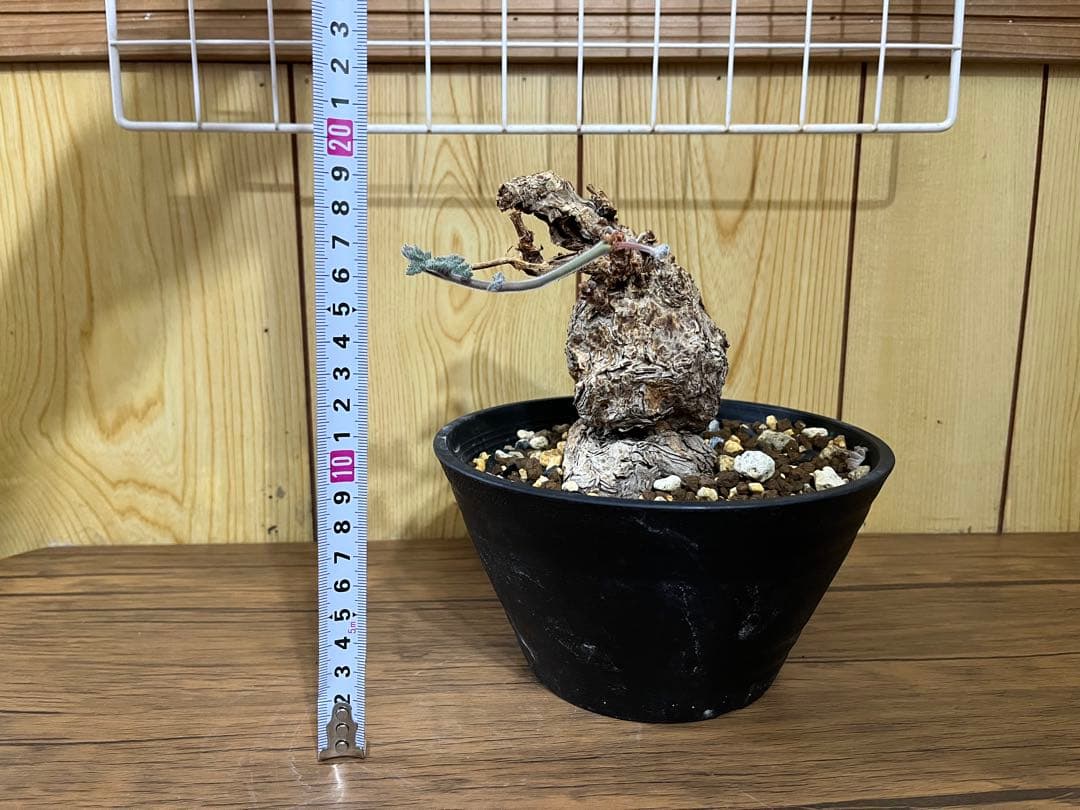 ペラルゴニウム　トリステ