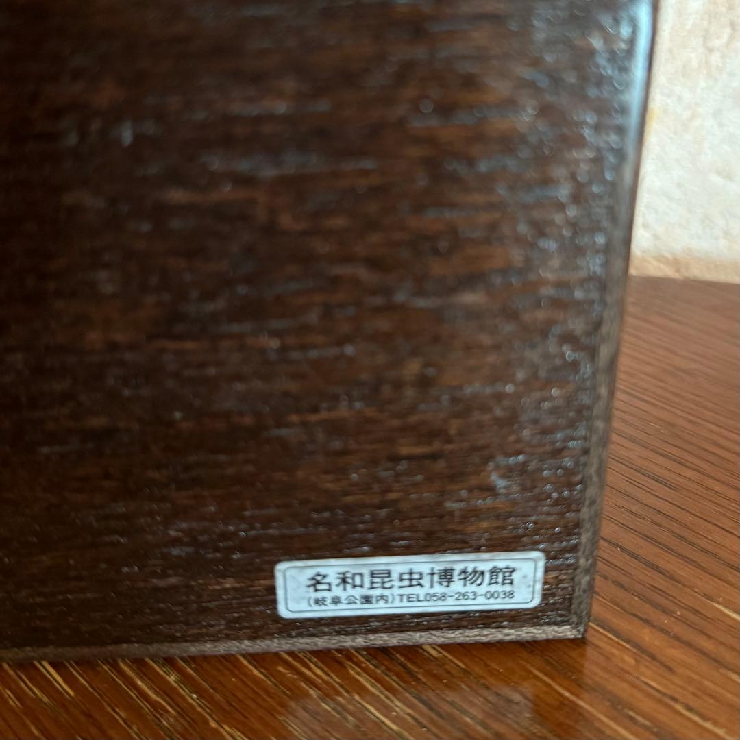 名和昆虫博物館　蝶の標本　5種類