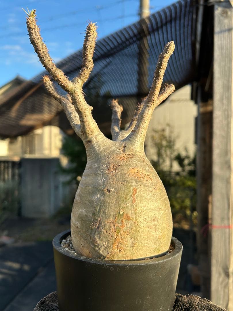 パキポディウム　グラキリス　発根済