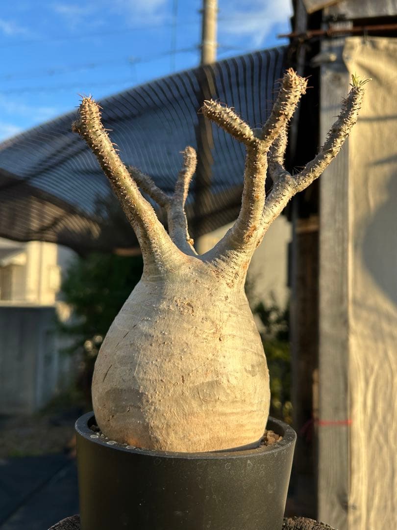 パキポディウム　グラキリス　発根済