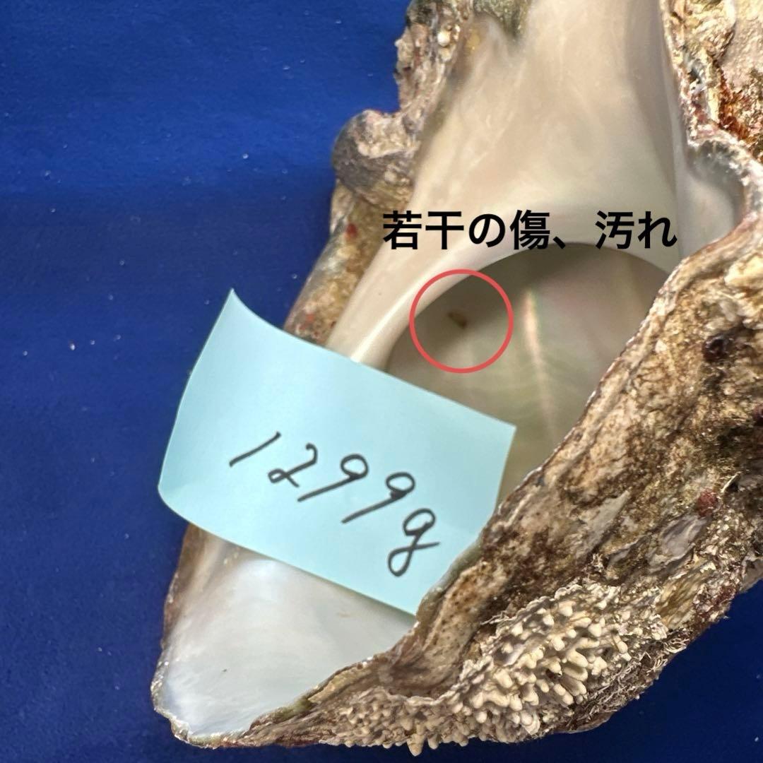 夜光貝　ヤコウ貝　まとめ売り　12個　15kg アクセサリー　ルアー
