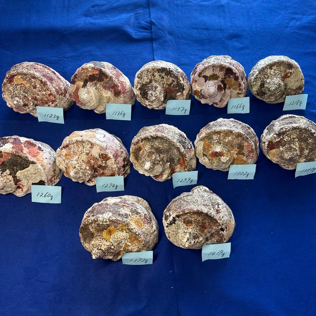 夜光貝　ヤコウ貝　まとめ売り　12個　15kg アクセサリー　ルアー