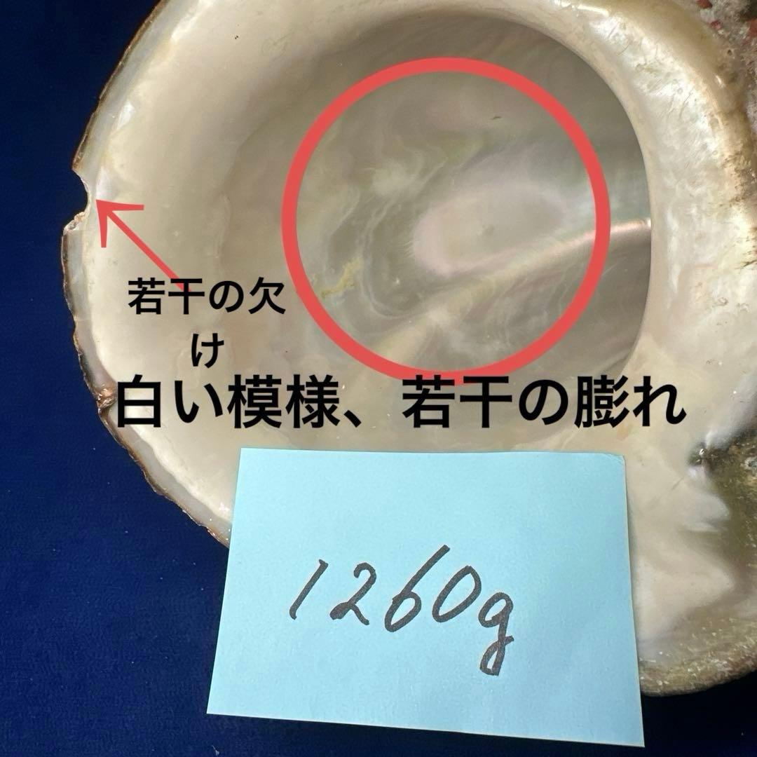 夜光貝　ヤコウ貝　まとめ売り　12個　15kg アクセサリー　ルアー