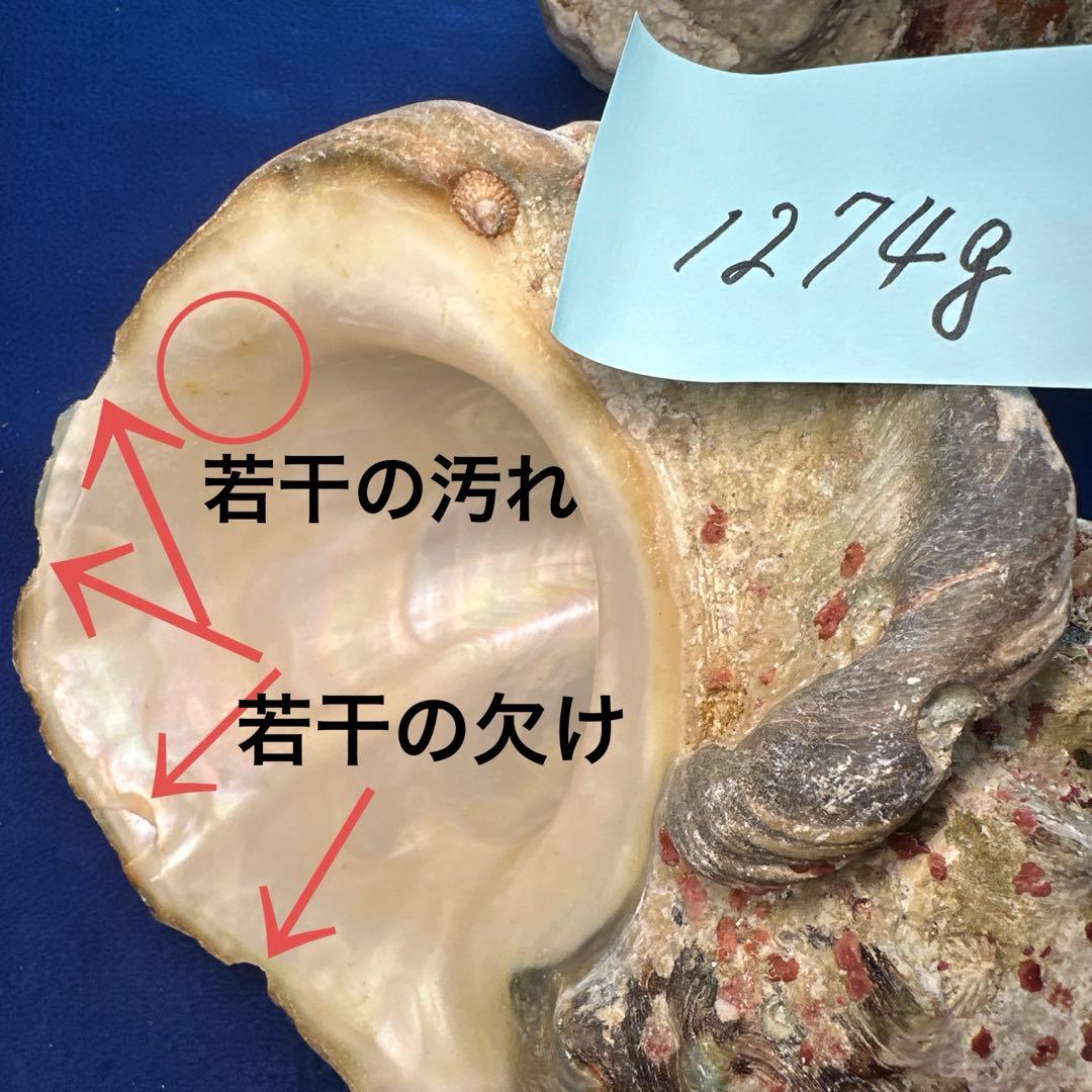 夜光貝　ヤコウ貝　まとめ売り　12個　15kg アクセサリー　ルアー