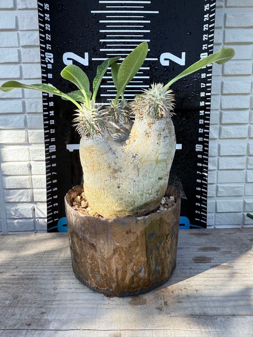 25/8/9出品 パキポディウムエブレネウム(現地球)雷土(鉢込み)