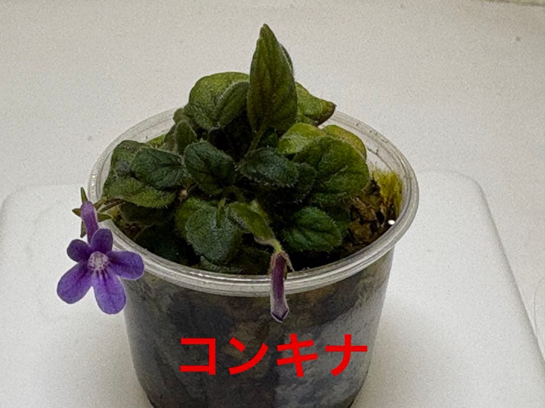 マイクロミニのシンニンギア 開花株4株セット