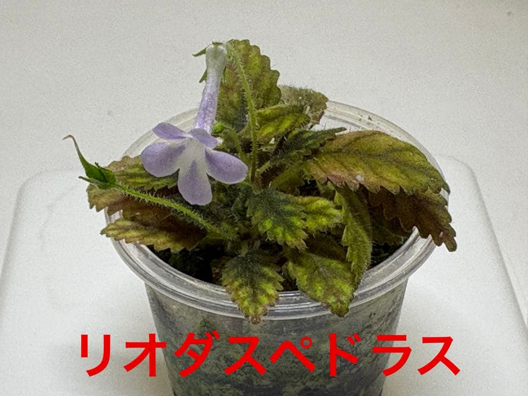 マイクロミニのシンニンギア 開花株4株セット