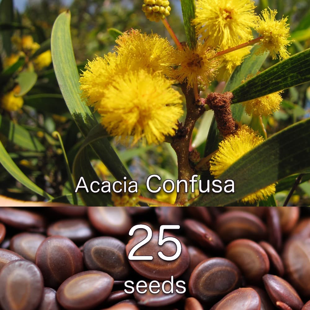 Acacia Confusa 種子 MENU