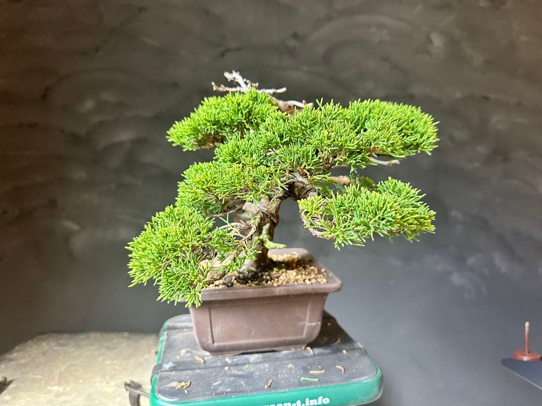 盆栽　糸魚川真柏　小品